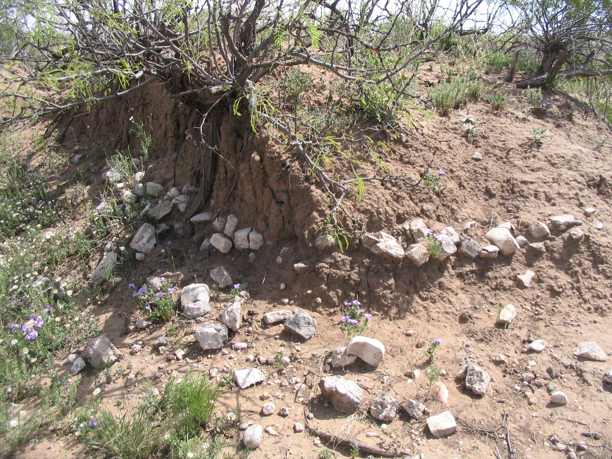 Partially Buried Burned Rock Feature